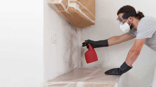 Basement Mold Remediation treatment on basement walls in Oak Park