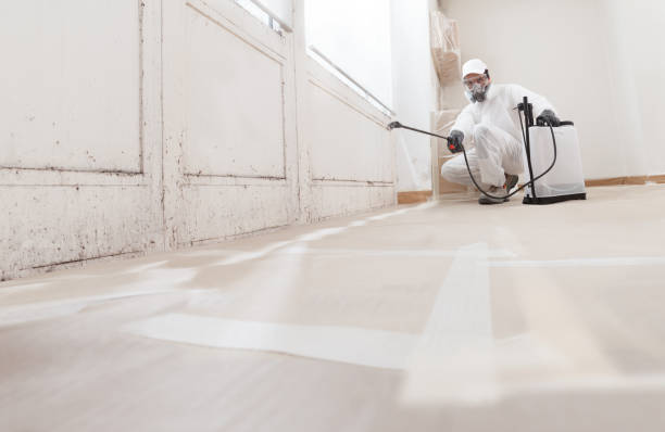 Black mold remediation team in Oak Park